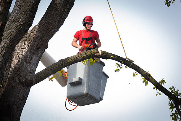 The Steps Involved in Our Tree Care Process in Piru, CA